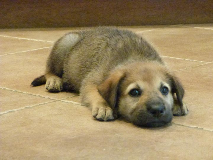 chinook dog